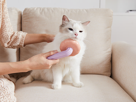 猫咪拍摄，毛刷拍摄，猫咪毛刷现场拍摄图