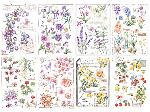植物花卉图鉴插画