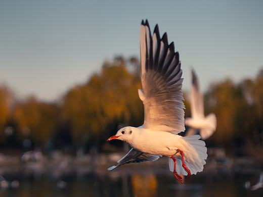 红嘴鸥（个人主页-ZNjg2NTQwNzI=） - 风光摄影 - 站酷设计师左格品牌原创素材 - 站酷ZCOOL