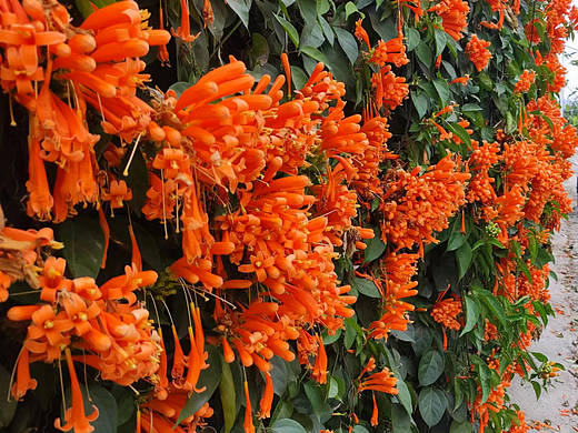 路花（个人主页-ZNjQ1NzMzODg=） - 修图/后期 - 站酷设计师鸣籁原创素材 - 站酷ZCOOL