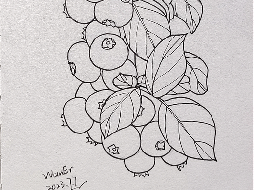 果子手绘线稿练习（个人主页-ZNjU5MzY3MjA=） - 创作习作 - 站酷设计师莞尔WanEr原创素材 - 站酷ZCOOL