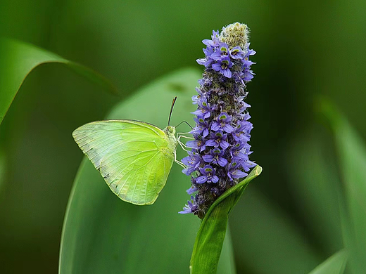 荷塘（个人主页-ZNjA1MjA5ODA=） - 风光摄影 - 站酷设计师Z52262726原创素材 - 站酷ZCOOL