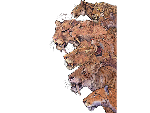 动物插画-《猫科剑齿虎亚种图集》