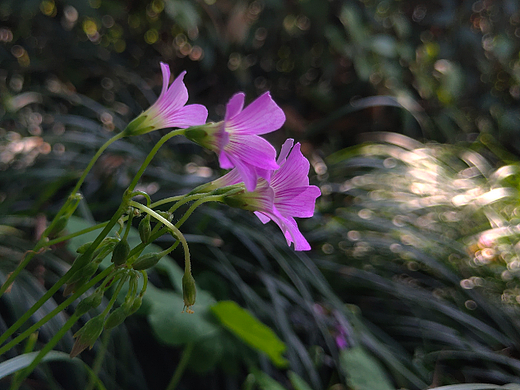 花开时节-酢浆草Ⅲ