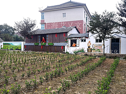 美丽乡村-采茶女孩