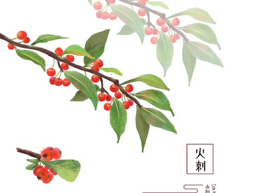 中草药插画·火棘