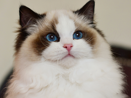 单身久了看猫都眉清目秀的