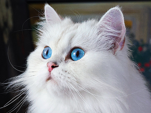 猫咪摄影｜猫咖里的仙女猫