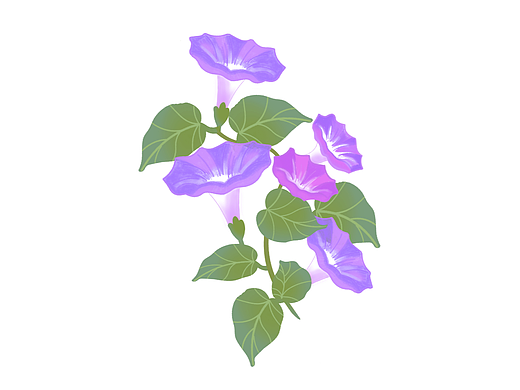 小清新花朵绘画手绘牵牛花植物插画商业素材海报元素 