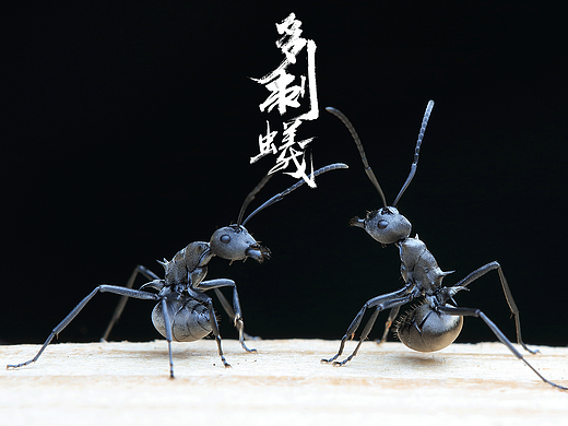 外拍多刺蚁精彩动作