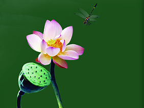 亚克力宣传牌（个人主页-ZNjEwMTg1NTY=） - 宣传物料 - 站酷设计师绿茶酥原创素材 - 站酷ZCOOL