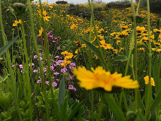 故事里的小黃花（個人主頁-ZNjY3OTg1MTY=） - 風(fēng)光攝影 - 站酷設(shè)計師冰姬琳原創(chuàng)素材 - 站酷ZCOOL