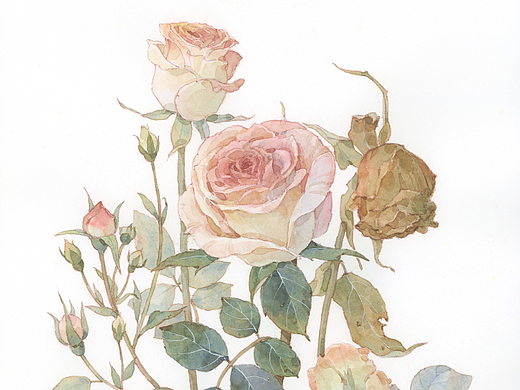 近期一些花卉作品