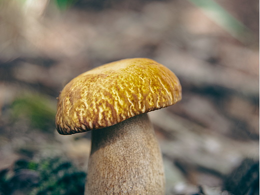 國慶回家撿菌子（個人主頁-ZNjI1MDk5MDA=） - 風(fēng)光攝影 - 站酷設(shè)計師豆芽菜丨原創(chuàng)素材 - 站酷ZCOOL