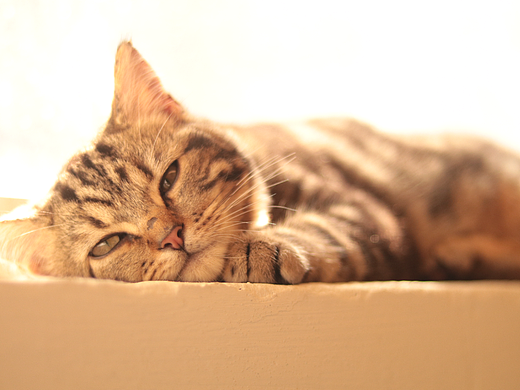 光和猫