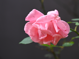 摄影：捕捉生活小日常的魔法