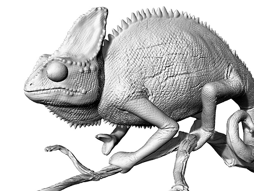 避役变色龙蜥蜴亚目避役科爬行树栖模型