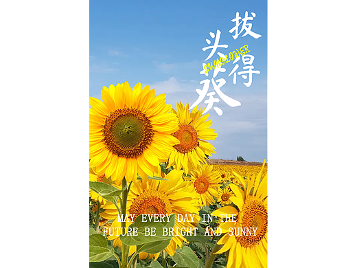 PS海报/拔得头葵（向日葵/拔得头魁）