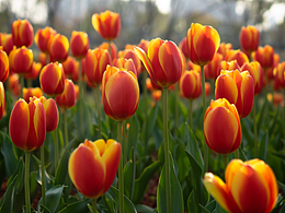 三月里的郁金香