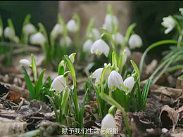 SBS可持续发展宣传片中文版