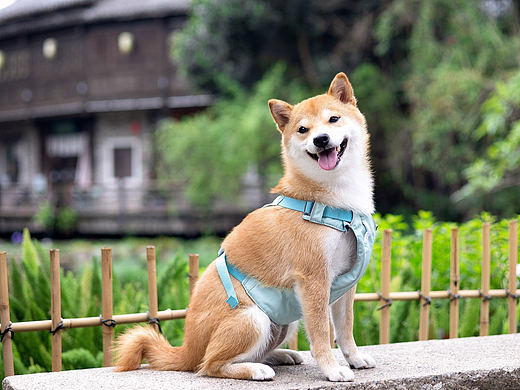 【宠物摄影】小狗狗的古镇风写真