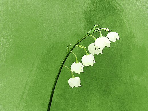 风铃草 动态插画