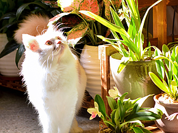 发光的猫