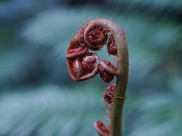 廈門植物園｜熱帶雨林中的丁達(dá)爾效應(yīng)