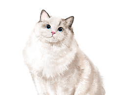 猫咪布偶