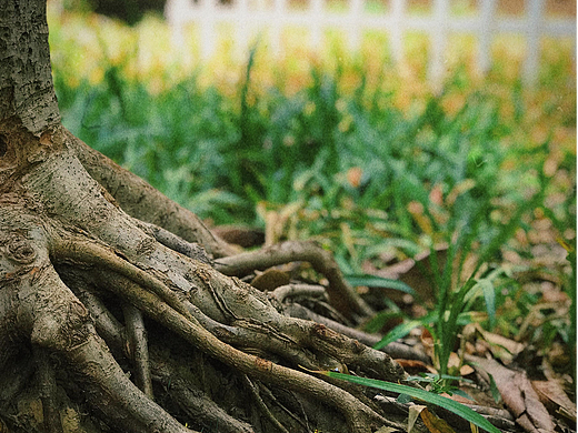 树的精灵（三）