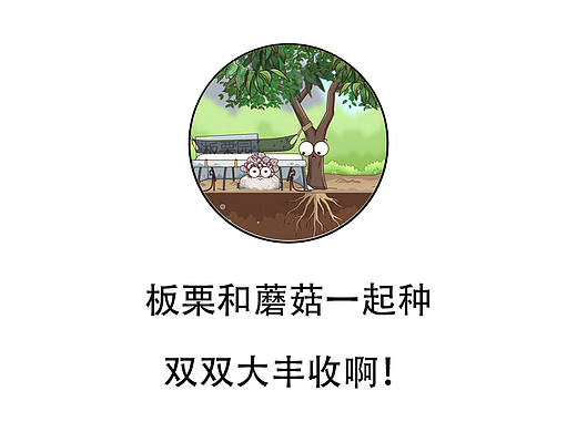 板栗和蘑菇一起种，双双大丰收啊
