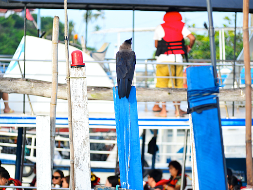 Mirissa海上的渔船