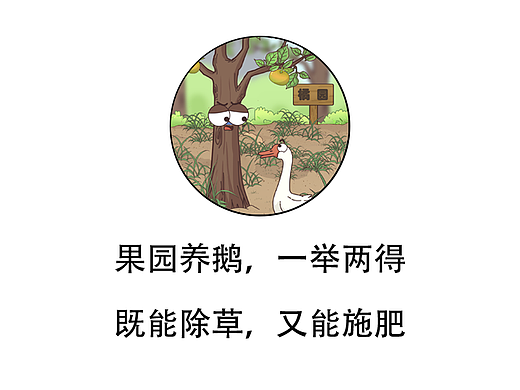 果園養(yǎng)鵝，一舉兩得；既能除草，又能施肥（個人主頁-ZNjc2MDcxMDg=） - 單幅漫畫 - 站酷設(shè)計師聚猿創(chuàng)團(tuán)隊原創(chuàng)素材 - 站酷ZCOOL