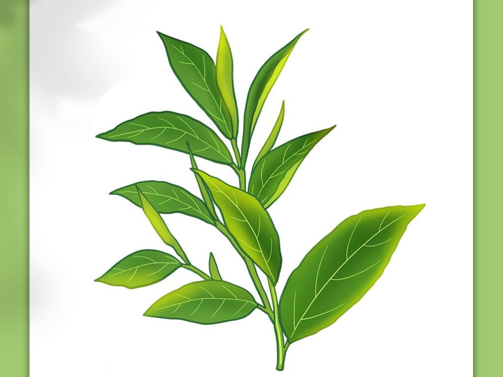 茶叶插画_分享使人进步-站酷ZCOOL