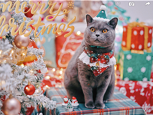 圣诞🎄🐱专题--萌萌小猪咪们