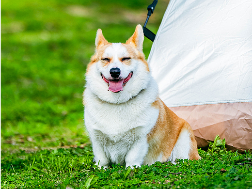 小八嘎与小柯基