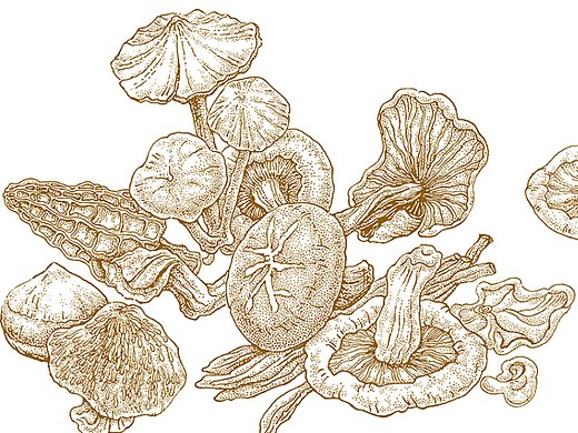 點繪農(nóng)產(chǎn)品插畫（個人主頁-ZNjQ4NDU0ODQ=） - 商業(yè)插畫 - 站酷設(shè)計師白色印泥原創(chuàng)素材 - 站酷ZCOOL