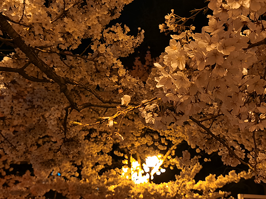 夜 樱
