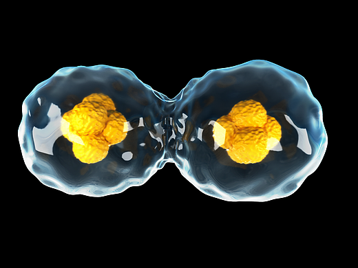 Sci科研制图教程 | 如何用maya做分裂的细胞