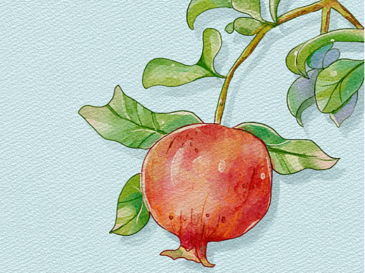 水果水彩系列——石榴