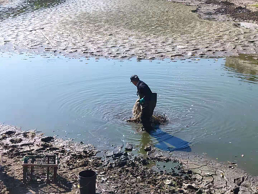 鱼塘捕鱼人
