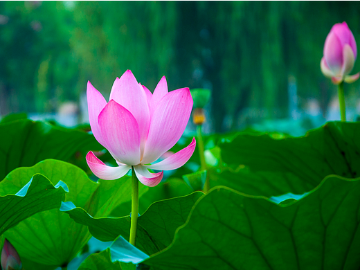 炎炎夏日一抹淡雅之色（个人主页-ZNjEwNTkyNTY=） - 风光摄影 - 站酷设计师心绪如云原创素材 - 站酷ZCOOL