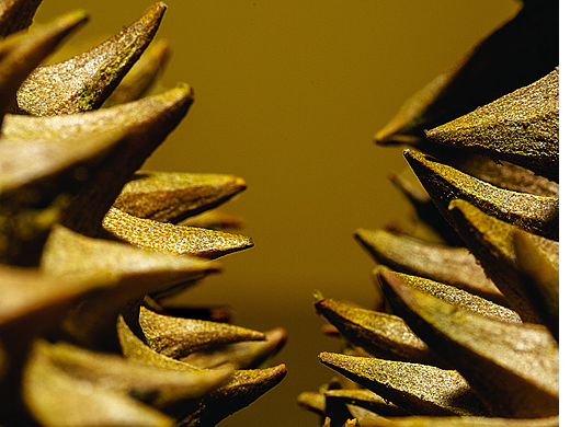 美食摄影丨 用榴莲壳拍大片