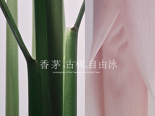 巴厘岛的香茅,古树里的自由泳
