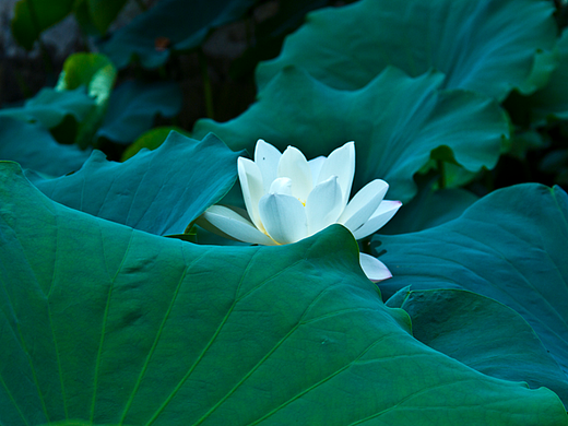 夏花