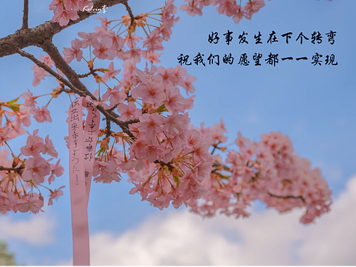 浪漫樱花