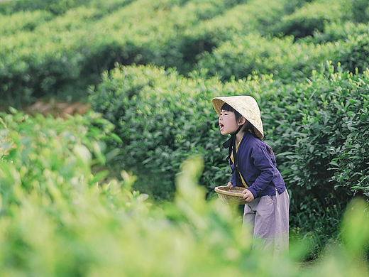 采茶姑娘