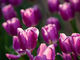 花開的季節(jié)，看見它你一定會(huì)很開心吧！