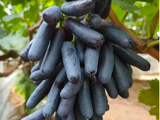 葡萄介紹詳情圖（個人主頁-ZNjA2NDM4ODA=） - 海報 - 站酷設計師RoLig_果果原創(chuàng)素材 - 站酷ZCOOL