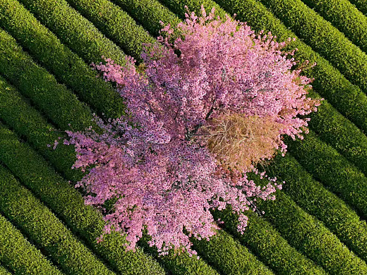 三月桃花始盛开